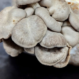 Black Pearl King Oyster Mushroom Liquid Culture Pleurotus eryngii