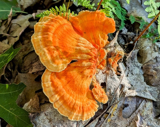 Chicken Of The Woods Mushroom Liquid Culture, Laetiporus sulphureus