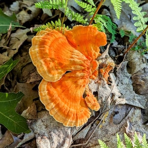 Chicken Of The Woods Mushroom Liquid Culture, Laetiporus sulphureus