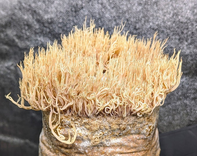 Crown-tipped coral Mushroom Liquid Culture Artomyces pyxidatus