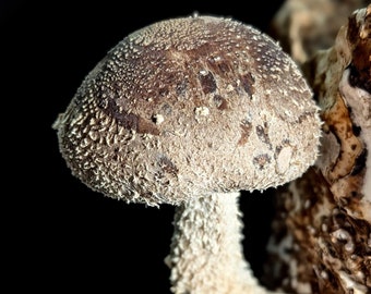 Shiitake WW2323 Mushroom Liquid Culture, Lentinula edodes