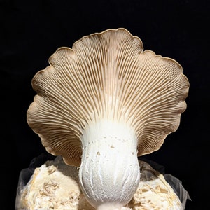 English King Oyster Mushroom Liquid Culture, Pleurotus eryngii