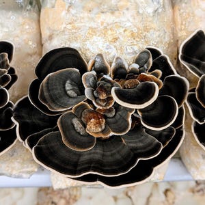May include: Close-up of a cluster of dark, layered mushrooms with concentric rings of black, gray, and brown. The mushrooms are growing from a white substrate inside clear plastic bags, suggesting a cultivation setup.