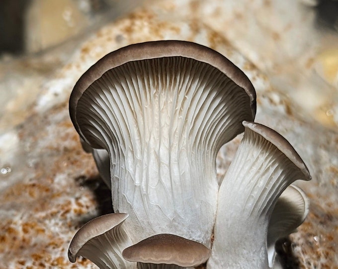 Pocket Sized Oyster Mushroom Liquid Culture, Pleurotus geesteranus