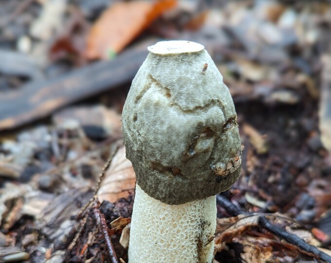 Stinkhorn Mushroom Liquid Culture, Phallus impudicus