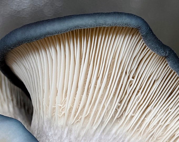 King Blue Oyster Mushroom Liquid Culture, Pleurotus ostreatus