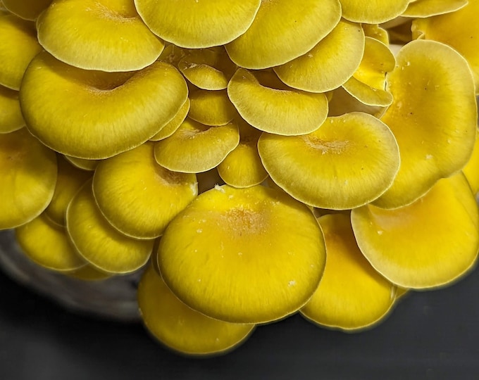 Golden Oyster Mushroom Liquid Culture, Pleurotus citrinopileatus