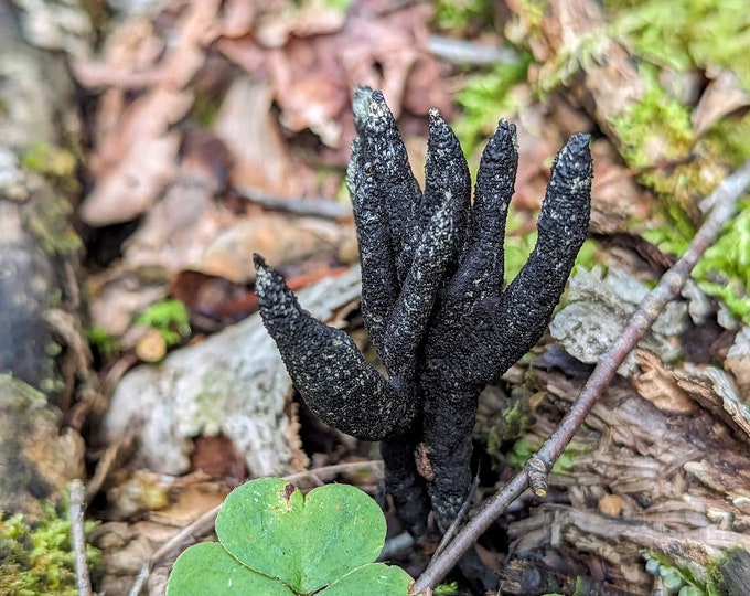 Dead Man's Hand Mushroom Liquid Culture, Xylaria Species