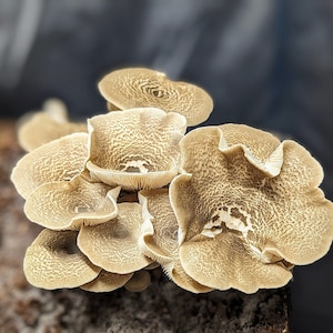 Tiger Sawgill Mushroom Liquid Culture Lentinus tigrinus