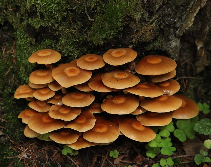 Woodtuft Mushroom Liquid Culture Kuehneromyces mutabilis