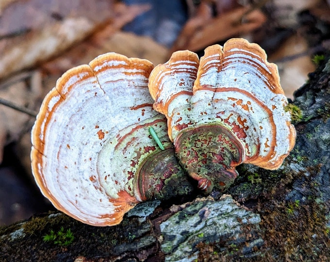 False Turkey Tail Mushroom Liquid Culture Stereum lobatum