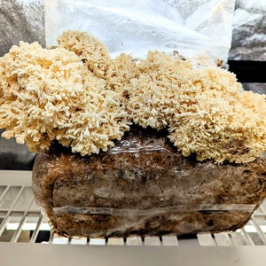 Coral Tooth Mushroom Liquid Culture Hericium coralloides