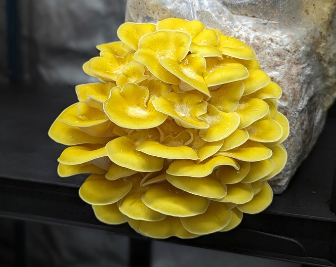 Yellow Oyster Mushroom Liquid Culture, Pleurotus citrinopileatus