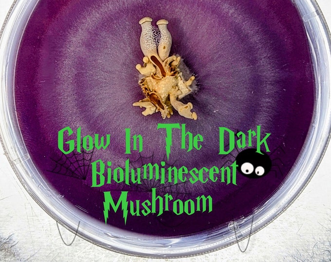 Panellus stipticus bioluminescent glow in the dark mushroom AGAR PLATE CULTURE