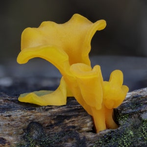 Fan-shaped Jelly Fungus Mushroom Liquid Culture, Dacryopinax spathularia