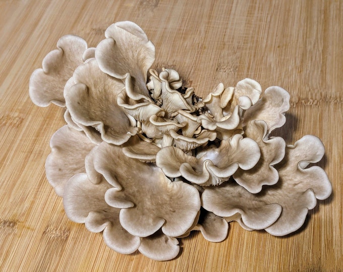 Conifer Oyster Mushroom Liquid Culture, Pleurotus pulmonarius