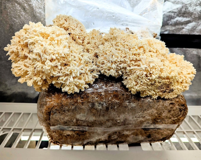 Coral Tooth Mushroom Liquid Culture Hericium coralloides