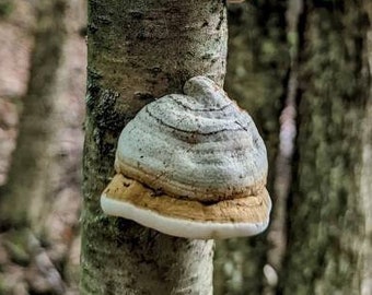 Fomes fomentarius Liquid Mushroom Culture, Amadou, Tinder Fungus, Hoof Fungus