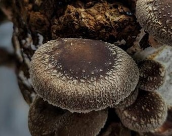Shiitake WW2323 Liquid Mushroom Culture Lentinula edodes. A culinary and medicinal Asian mushroom typically cultivated on logs