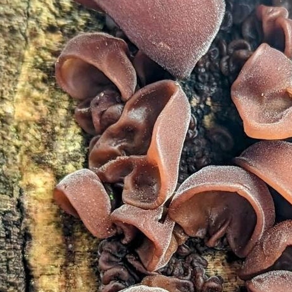 Wood Ear Culture Etsy