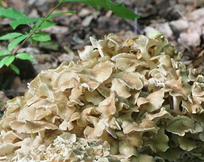 Umbrella Polypore Mushroom Liquid Culture Polyporus umbellatus