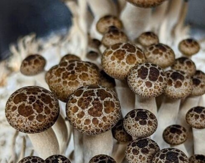 Turtle Shell Beech Mushroom Liquid Culture, Hypsizigus Tessellatus