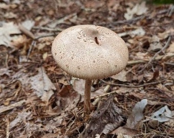 Parasol Mushroom Liquid Culture, Macrolepiota procera