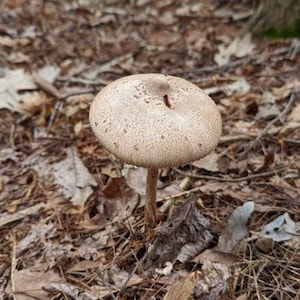 May include: A single, light brown mushroom with a white cap grows in a bed of brown leaves and pine needles.