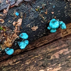 May include: Close-up of a dark brown log covered in blue-green lichen. The lichen is growing in clusters and has a slightly textured surface.