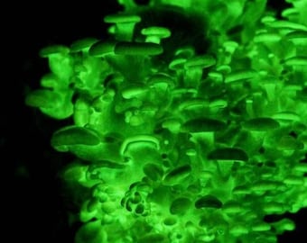 Glow in the dark Bioluminescent Mushroom Liquid Culture Panellus Stipticus