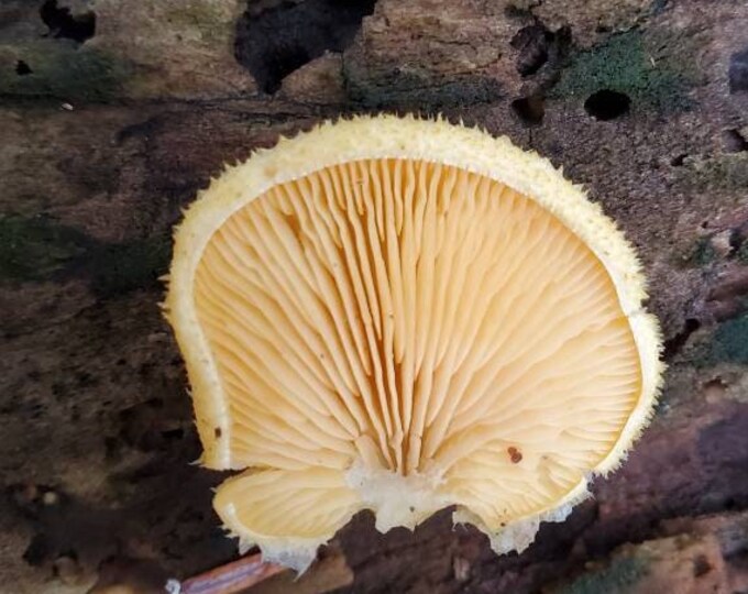 Orange Mock Oyster Mushroom Liquid Culture, Phyllotopsis nidulans subnidulans