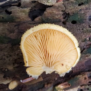 May include: A pale yellow mushroom with gills growing on a rough, brown, and green tree trunk.