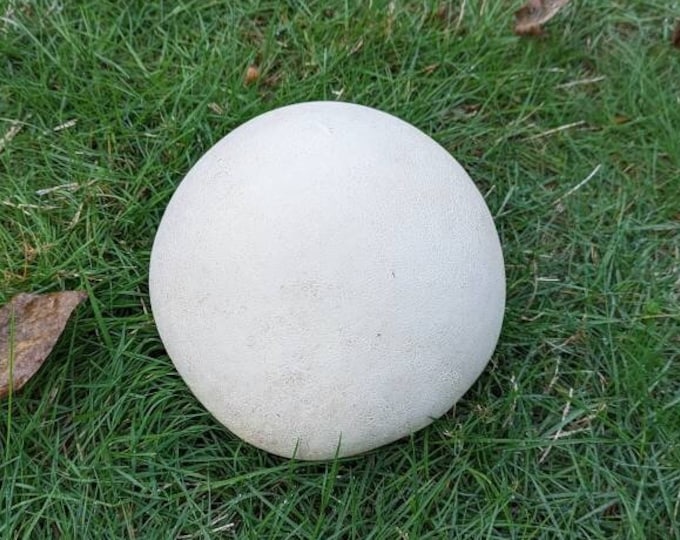 Giant Puffball Mushroom Liquid Culture, Calvatia gigantea