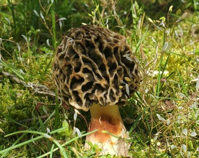 Australian Morel Mushroom Liquid Culture Morchella australiana