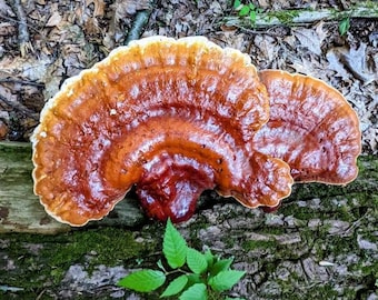 Hemlock Reishi Mushroom Liquid Culture Ganoderma tsugae