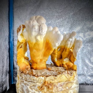 Ganoderma curtisii Mushroom Liquid Culture, Golden Reishi