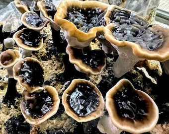 Black Reishi Liquid Mushroom Culture Ganoderma sinense