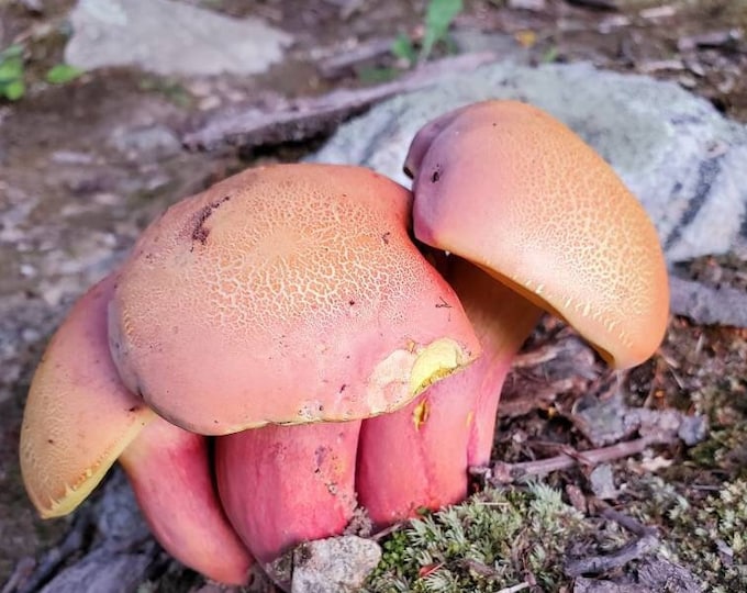 Ruby Porcini Mushroom Liquid Culture, Boletus rubriceps