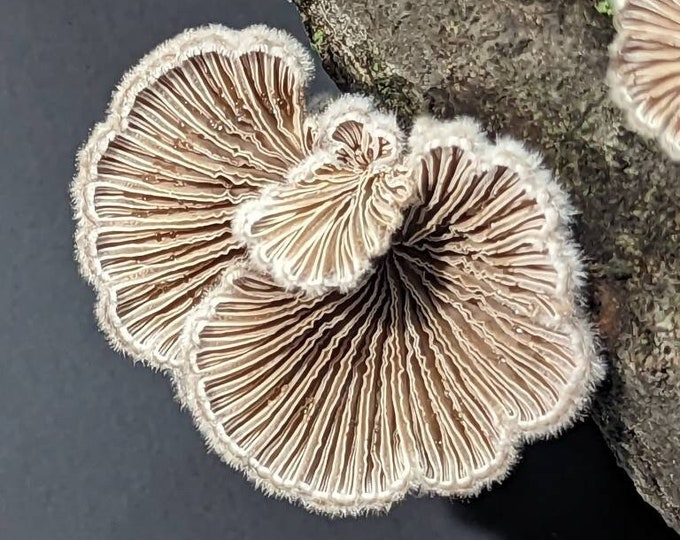 Split gill Mushroom Liquid Culture, Schizophyllum commune