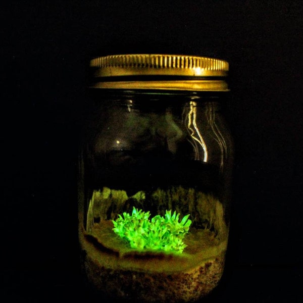 Bioluminescent glow in the dark living mushrooms, Live Panellus stipticus mycelium growing in a mason jar