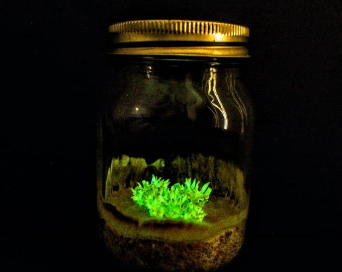 Bioluminescent glow in the dark living mushrooms, Live Panellus stipticus mycelium growing in a mason jar