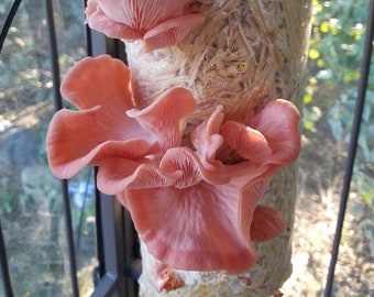 Tropical Pink Oyster Mushroom Liquid Culture, Pleurotus djamor