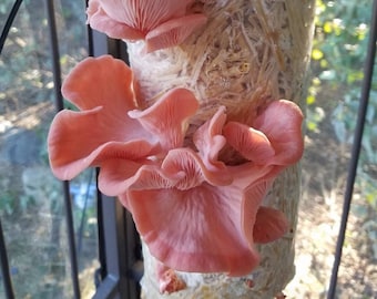 Tropical Pink Oyster Mushroom Liquid Culture, Pleurotus djamor