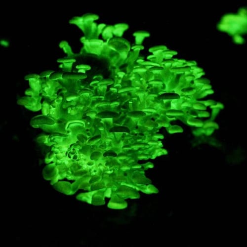 Glow in the dark Bioluminescent Mushroom Liquid Culture, Panellus Stipticus