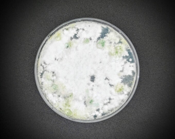 Tarragon Mushroom AGAR PLATE CULTURE Pleurotus eunosmus