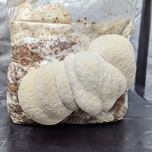 May include: A close-up of a white mushroom growing in a clear plastic bag. The mushroom is large and has a fluffy texture.