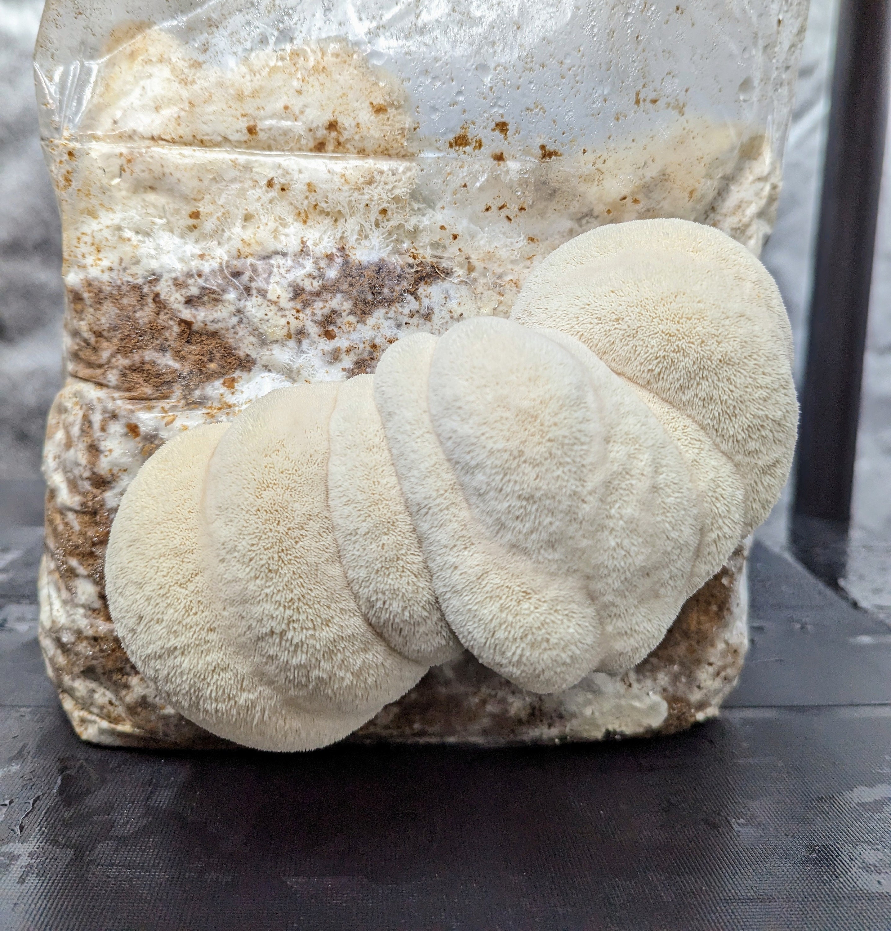 Lions Mane Mushroom Grow Kit Ready to Fruit Gourmet Mushrooms!