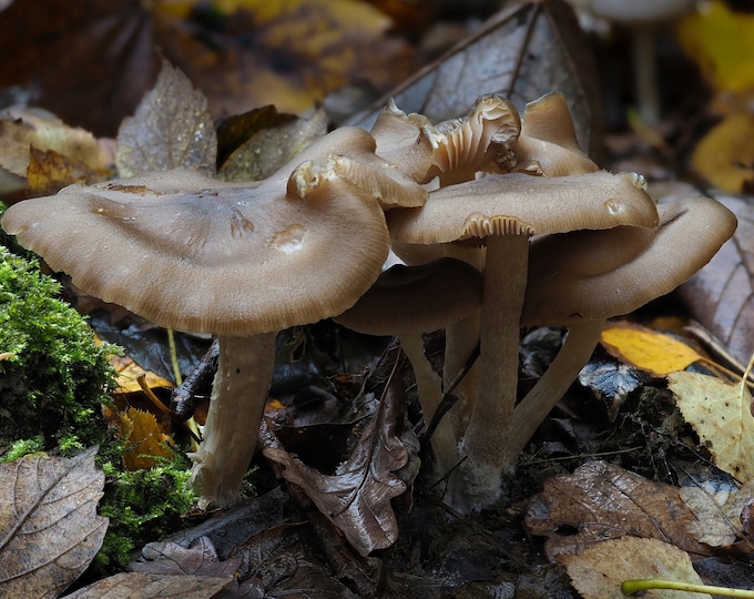 Fried Chicken Mushroom Liquid Culture. Lyophyllum decastes