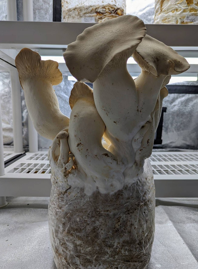 Liquid Culture King Oyster Mushroom Pleurotus Eryngii Etsy