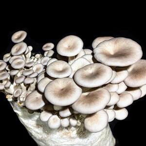 May include: A cluster of oyster mushrooms with light brown caps and stems, emerging from a white substrate. The mushrooms have a smooth texture and are set against a stark black background. The image highlights the natural shapes and colors of the fungi.